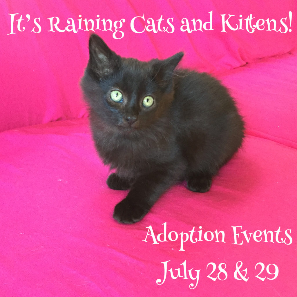 It's Raining Cats and Kittens Adoption Event Montrose PetSmart Paws