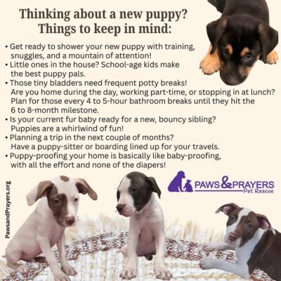 Foster Homes Safe Haven Animal Rescue Puppy Foster Based Rescues